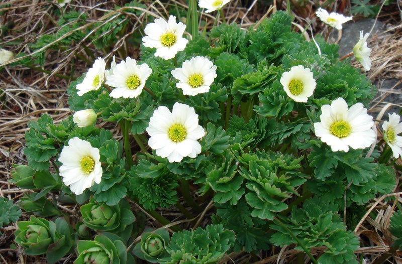 【終了しました】希少な野生植物の保護に関する研修会の開催について