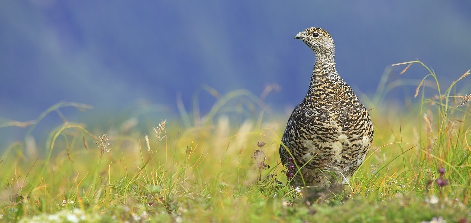 南アルプス市のシンボル_市の鳥_ライチョウ