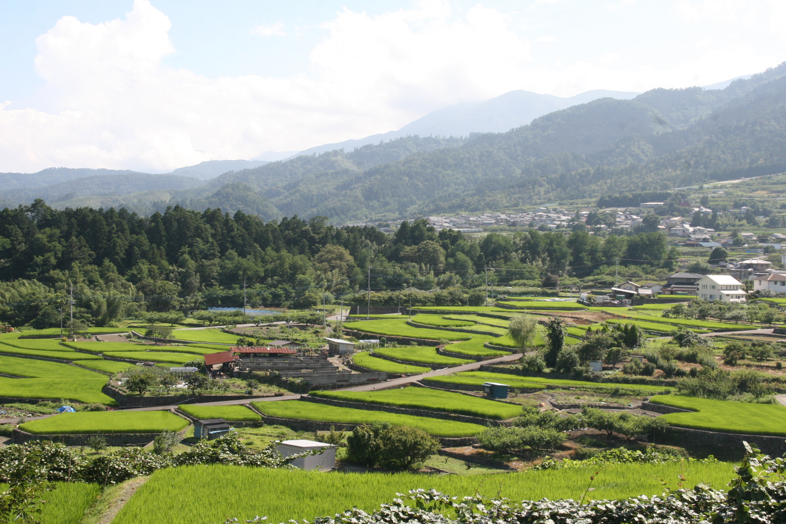 棚田 上市之瀬の棚田の風景2(7月ごろ).JPG