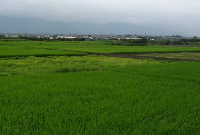 南湖の水田風景.jpg