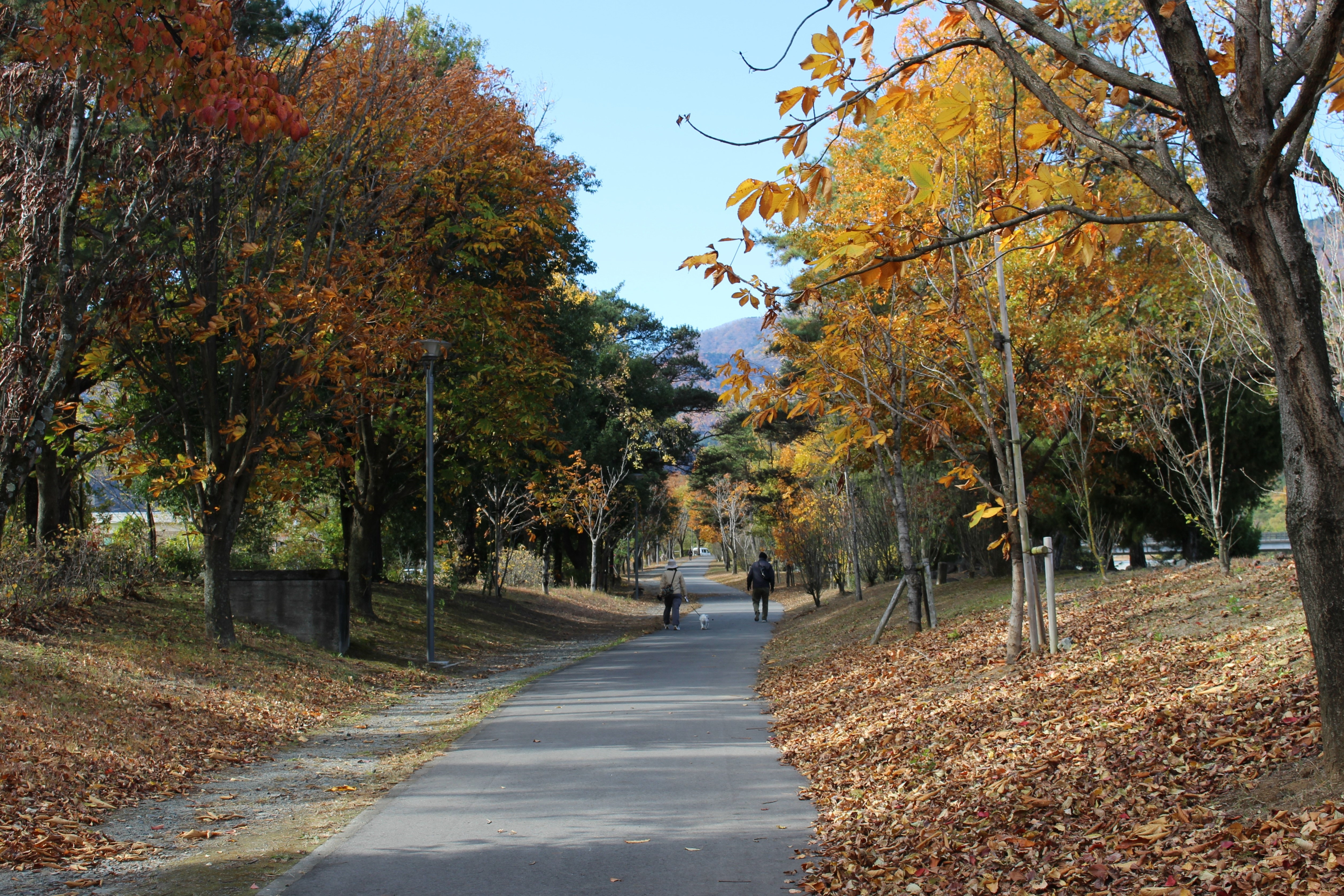 20秋の御勅使南公園.jpg