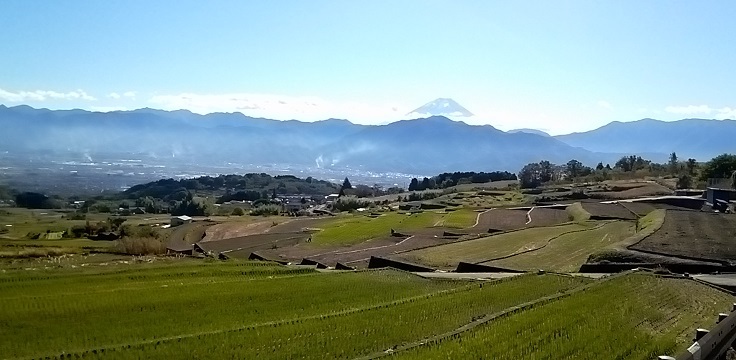 36中野の棚田と富士山.jpg