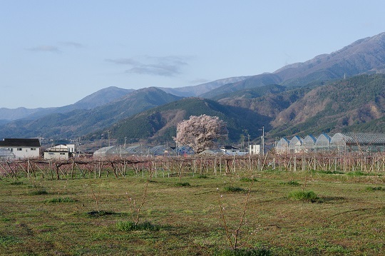 47 三宮神社の桜.jpg