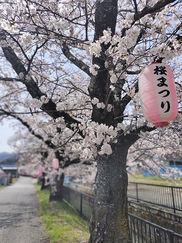 53 徳島堰の桜祭り.jpg