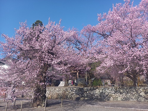 57 妙了寺の満開のさくら.jpg