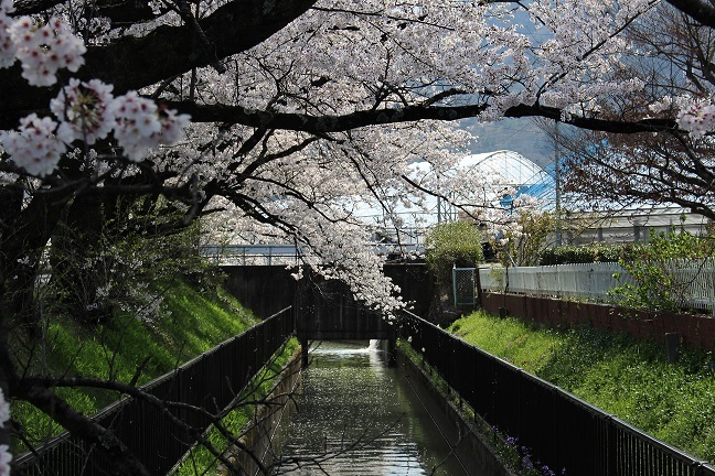 3 徳島堰と桜.JPG