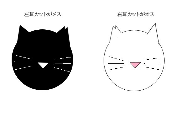 耳カット.jpg