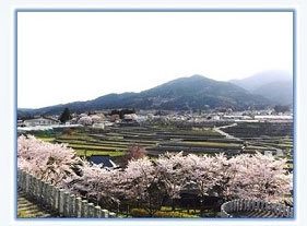 桜と棚田