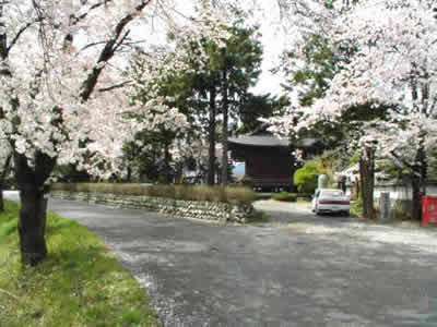 長谷寺（ちょうこくじ）の桜