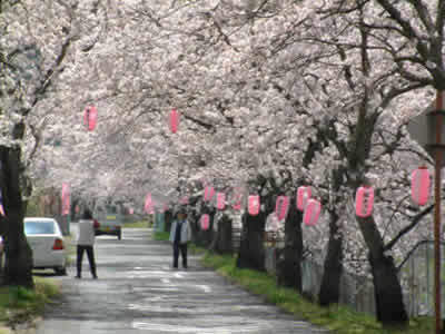 徳島堰沿いの桜並木