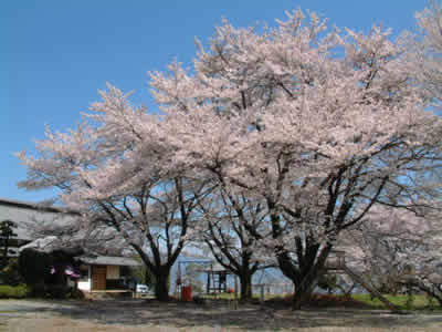 伝嗣院（でんしいん）の桜イメージ