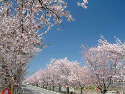 憩いの桜並木通り