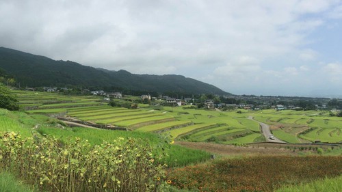 中野区の棚田（横から）の風景写真