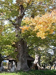 清水八幡の夫婦ケヤキ