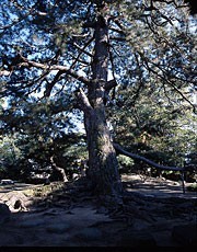 安藤家の避雷針の松