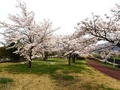 秋山川すももの郷公園(落合1906)の左岸下流広場