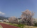 秋山川すももの郷公園(落合1906)の左岸園路