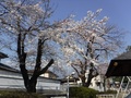 桜が咲いている様子