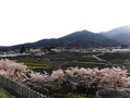 春の棚田の風景