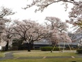 (2)白根中央児童公園(飯野2777-1)の桜
