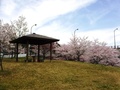 (2)桃花橋公園(曲輪田新田657番地先)の下の区画と桜